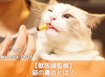 【獣医師監修】猫の鼻炎とは？症状や原因、治し方、予防法を解説！-サムネイル画像